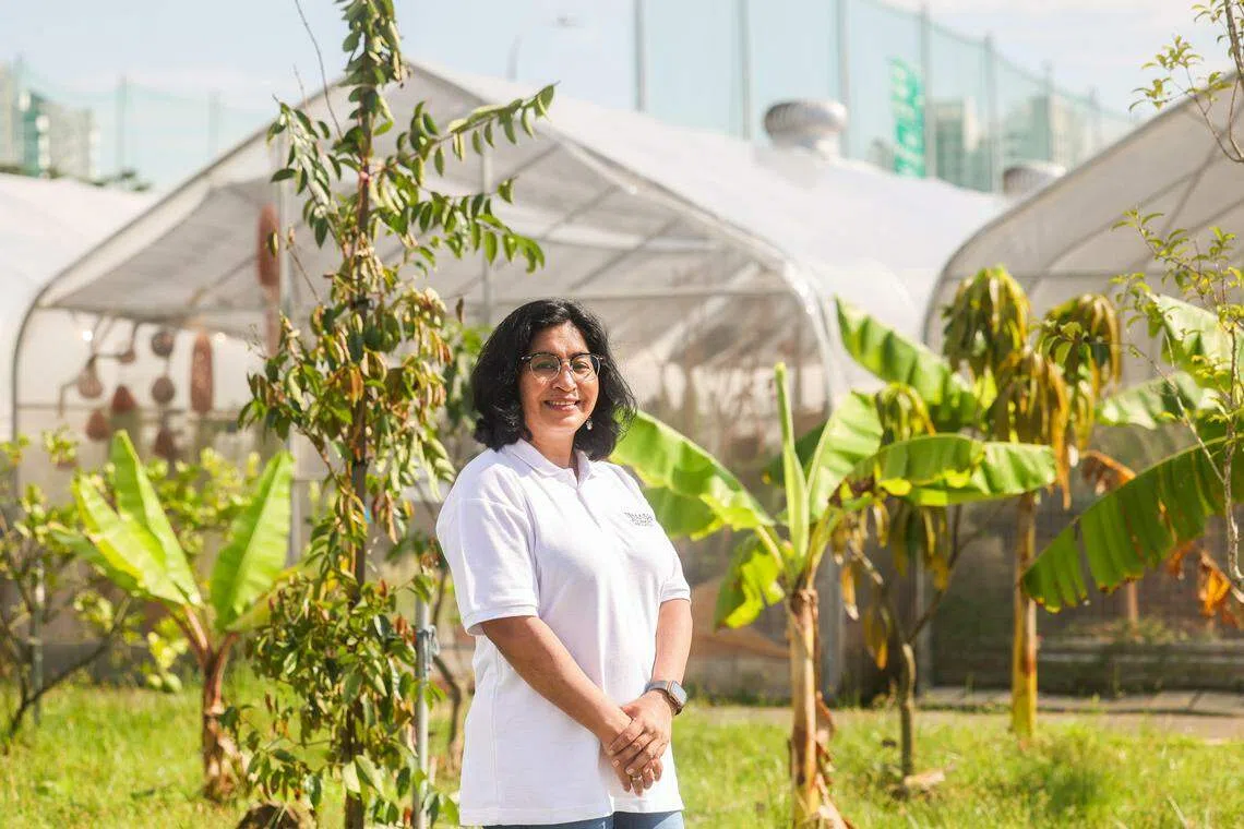 淡马锡生命科学研究院部门主管（植物转化和组织培养）苏米卡博士说，树木具固碳功能，也可以美化环境，团队接下来会观察造林的成长与生态系统，包括造林能否吸引蜜蜂和鸟类到造林活动或栖息。（陈斌勤摄）