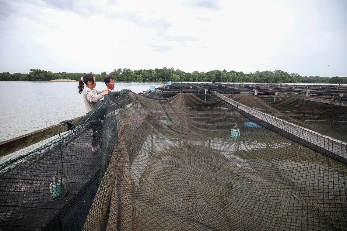 更换和检查渔网是门学问，一不小心网破了，损失重大。（关俊威摄）