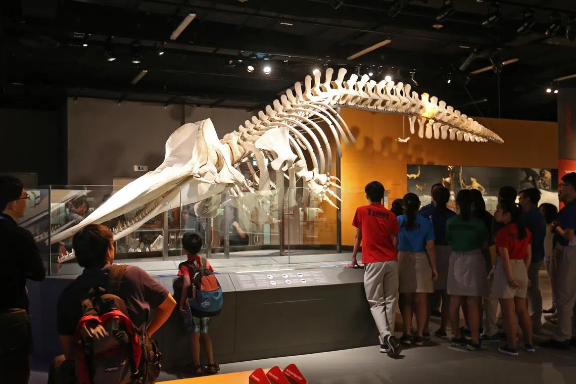 长8.6米的抹香鲸（sperm whale）骨架于2016年3月15日揭幕，展览设于李光前自然历史博物馆的哺乳动物区。这头雌性抹香鲸于2015年7月10日在裕廊岛的储油码头被发现，是首头在新加坡海域内发现的抹香鲸。（档案照片）
