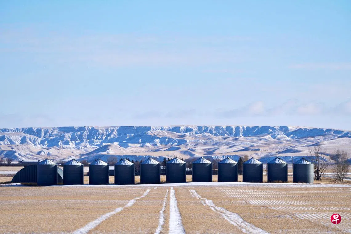 中国对加拿大进口菜子油豌豆等加征100%关税| 联合早报