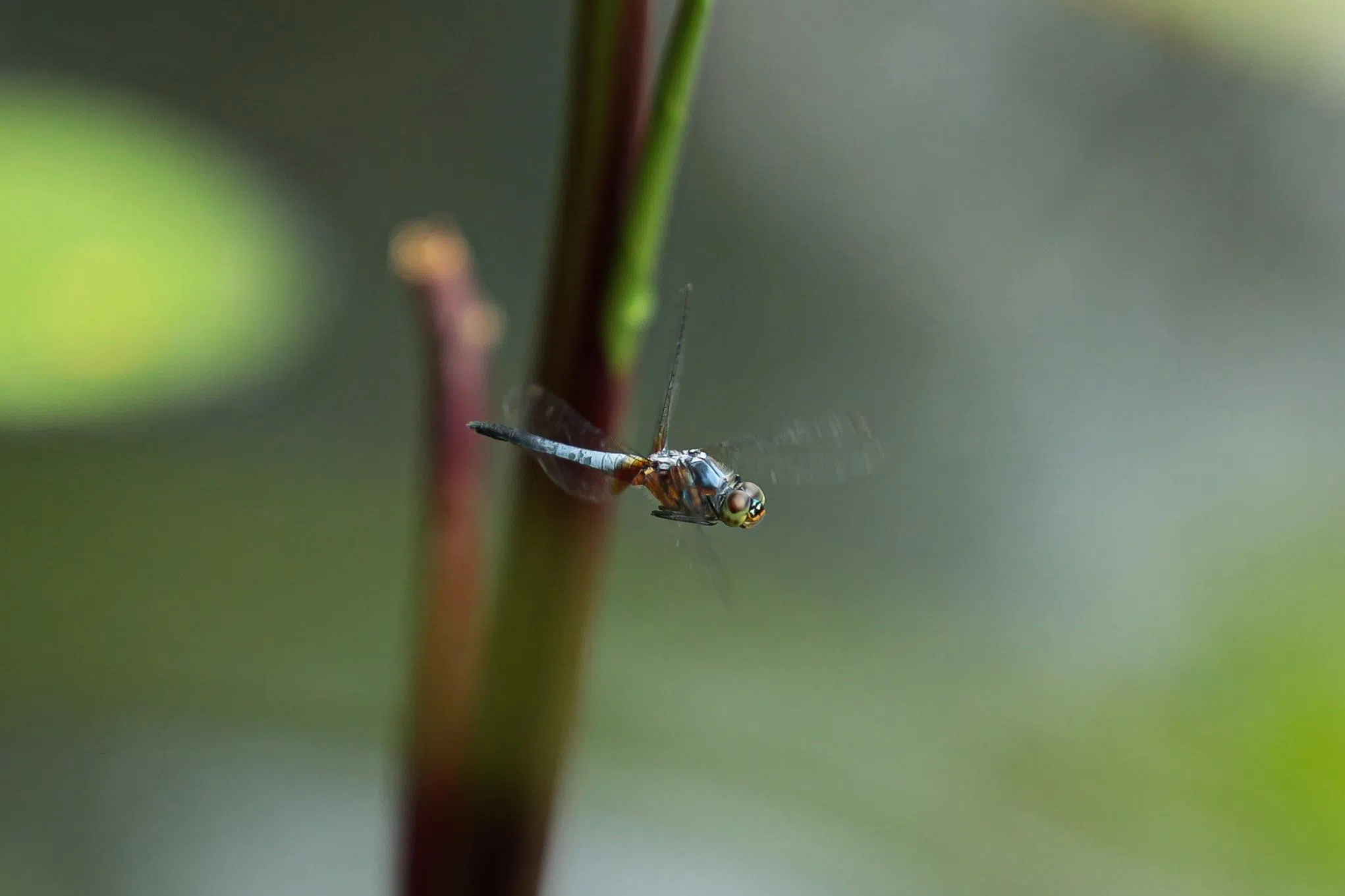 蓝额疏脈蜻（Blue Dasher）是本地常见的蓝蜻蜓。（李冠卫摄）