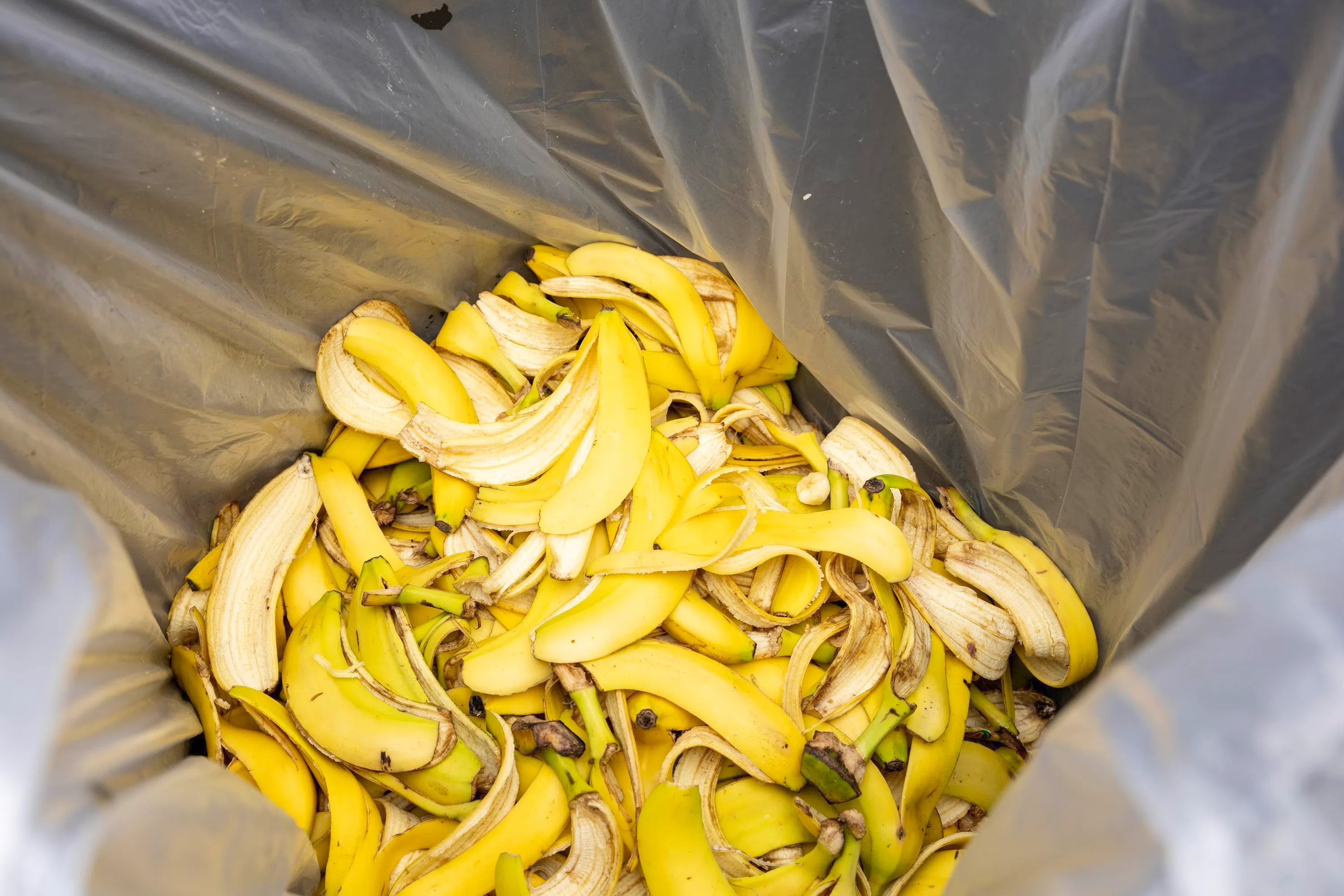 英康保险环保路跑收集的香蕉皮会送到Ento位于大士的厂房，2025年收集的香蕉皮超过180公斤。（英康保险环保路跑提供）