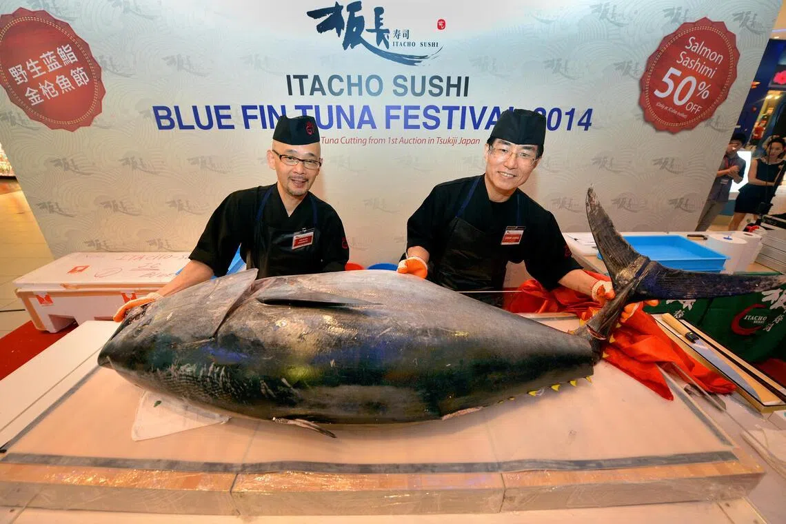 2014年板长寿司引进重达95公斤的野生蓝鳍金枪鱼，在裕冰坊门店举办别开生面的切鱼庆典。（档案照）
