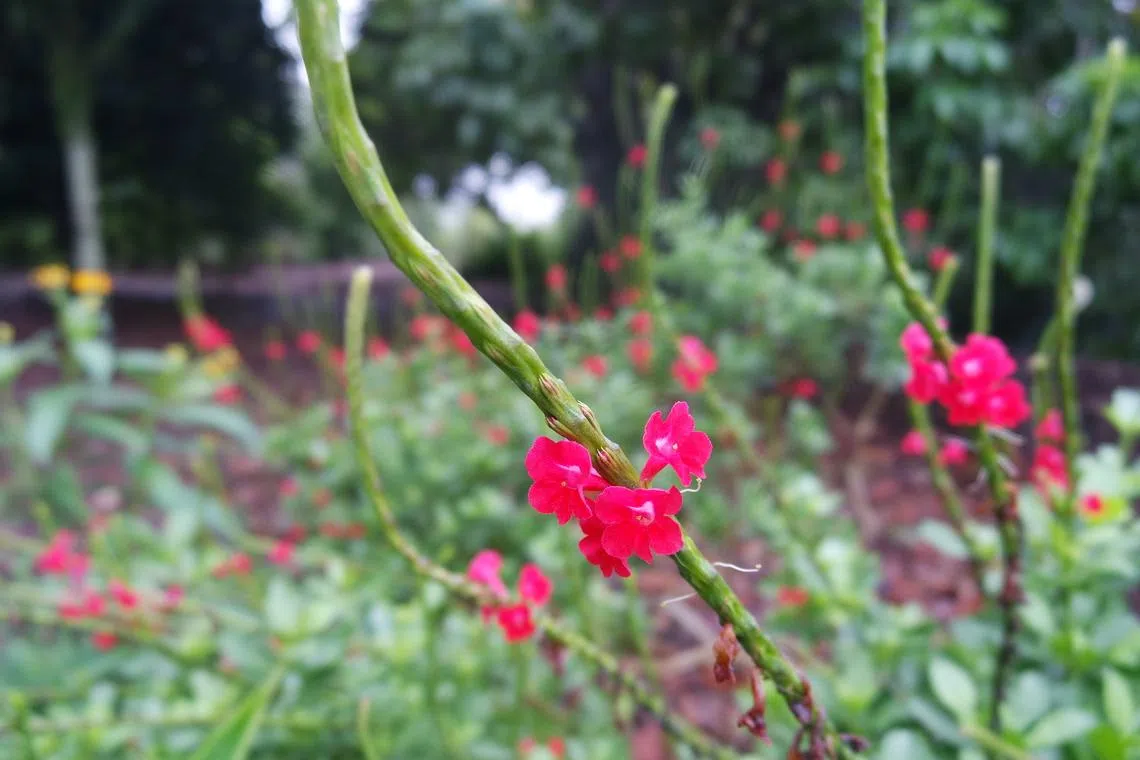 马鞭草在文化上被赋予智慧和知识的象征，给予人精神上的安慰和家庭的和谐。（夏心摄）