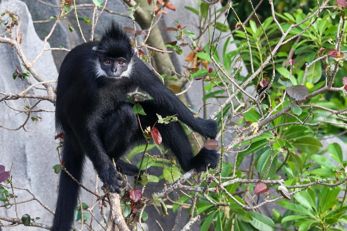黑叶猴是首次在本地亮相。（陈渊庄摄）