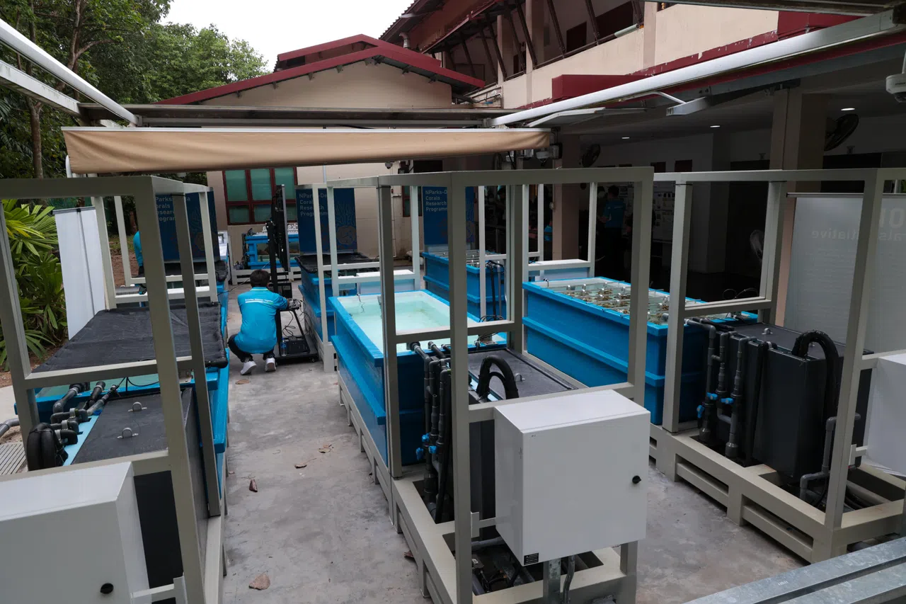 圣约翰岛上的珊瑚养殖设施有六个智能水箱，任何时候可培育共计3600株珊瑚碎片。（张俊杰摄）