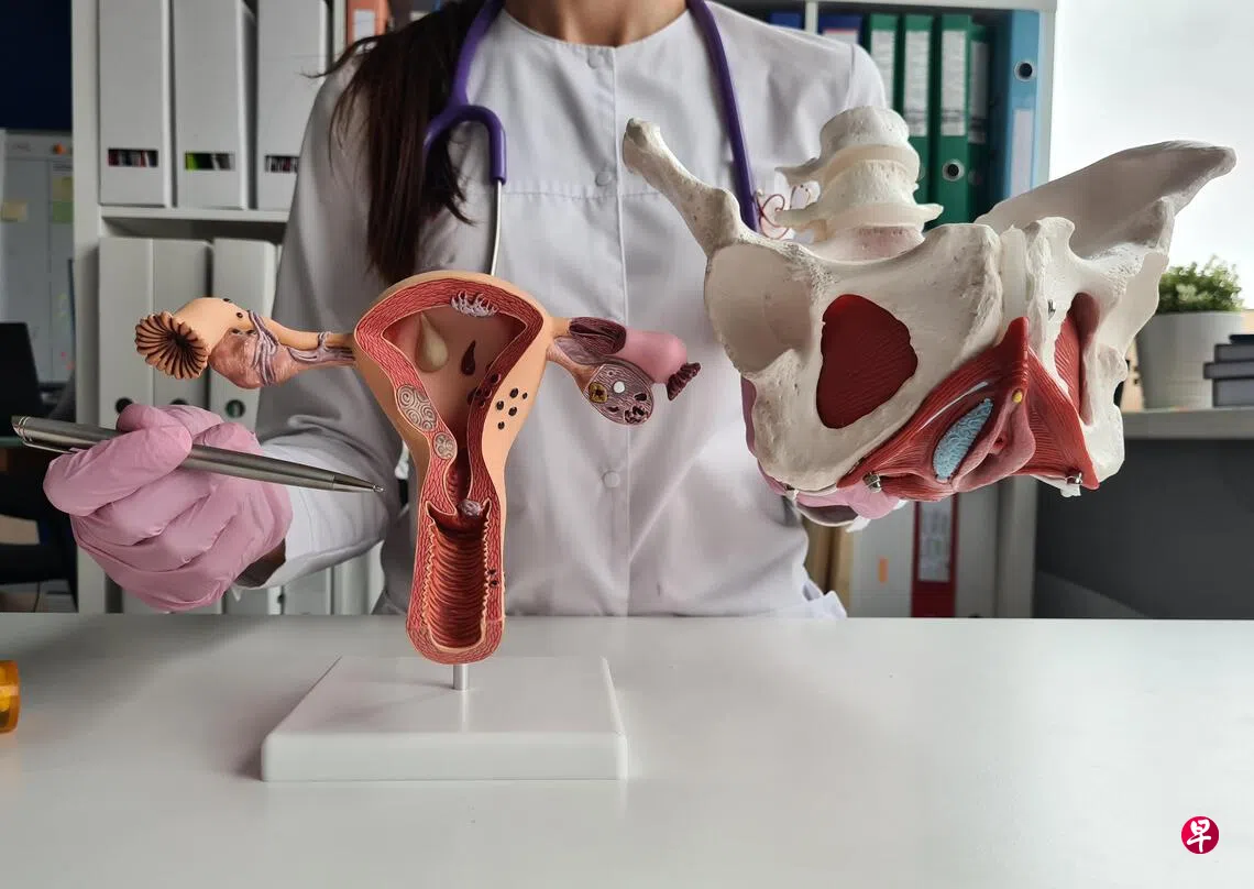 骨盆底不但和性功能有关，也协助控尿与控便。 （iStock图片）