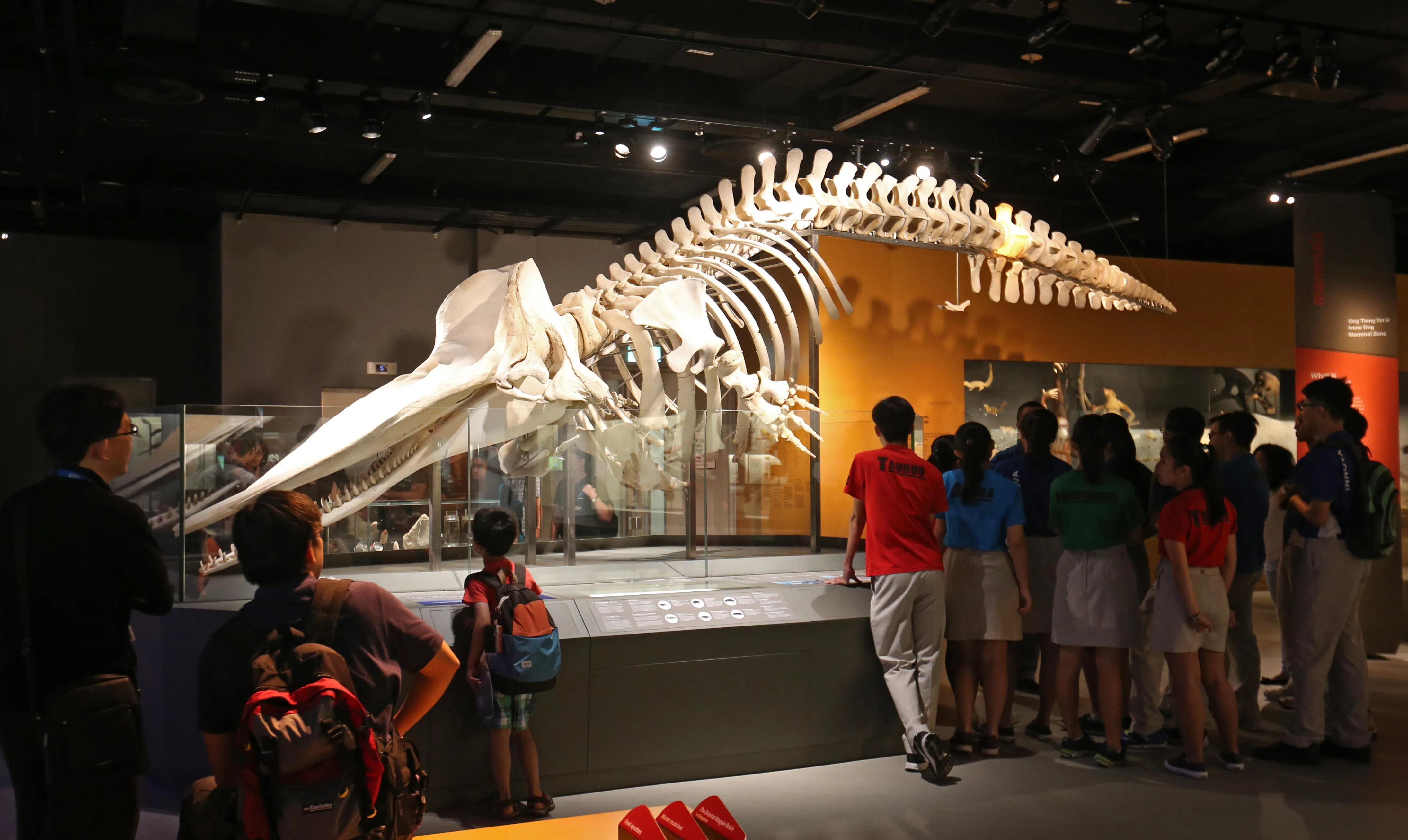 长8.6米的抹香鲸骨架于2016年3月15日揭幕，展览设于李光前自然历史博物馆的哺乳动物区。这头雌性抹香鲸于2015年7月10日在裕廊岛的储油码头被发现，是首头在新加坡海域内发现的抹香鲸。（档案照片）