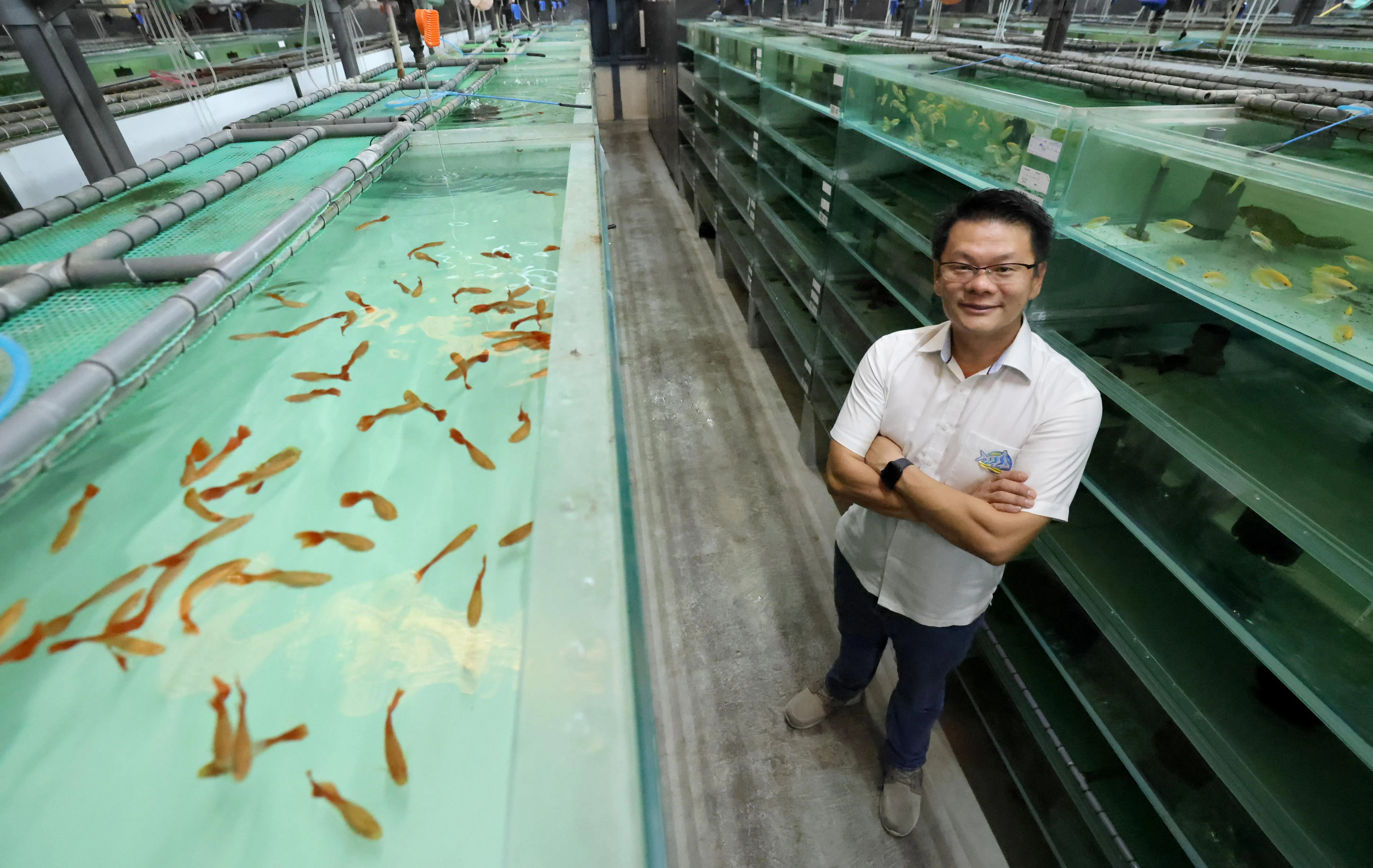 仟湖自主研发的密集自动循环水箱系统如今已铺设超过30套，覆盖约5000个鱼缸，使原本需要九个人才能完成的换水工作，如今只需要两名工人监控系统。（梁麒麟摄）