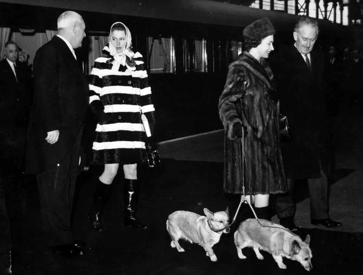 英女王爱狗成痴，即使到国外出访也总会带着爱犬。（路透社）