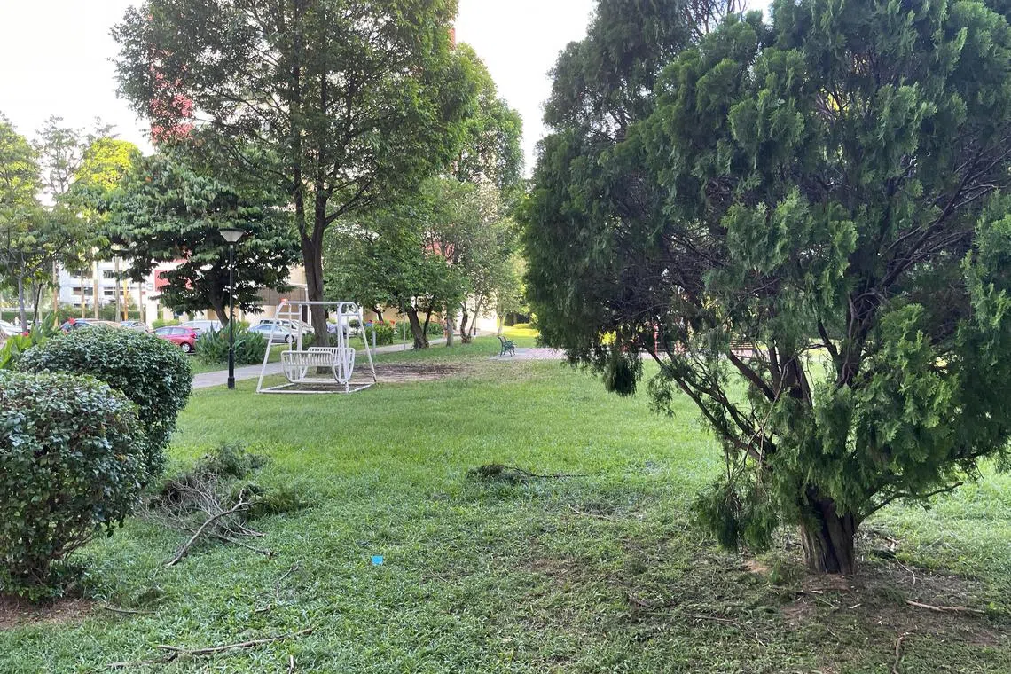 两层高的树顶有被压坏的痕迹，旁边草地留下折断的树枝。（读者提供）