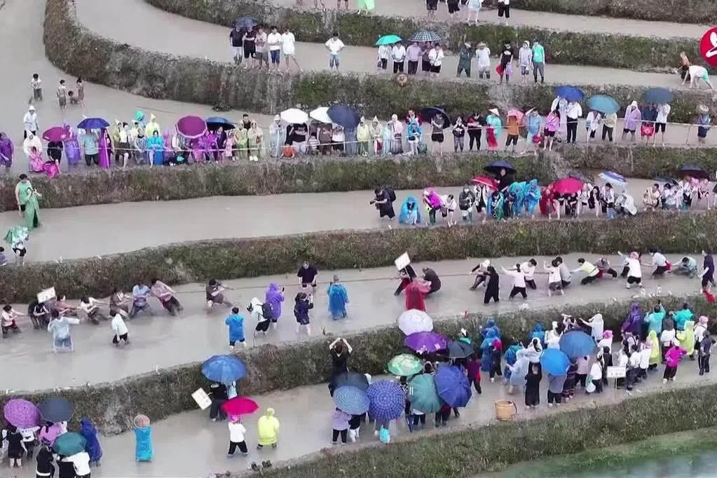 广西梳秧节祈求风调雨顺 民众梯田拔河