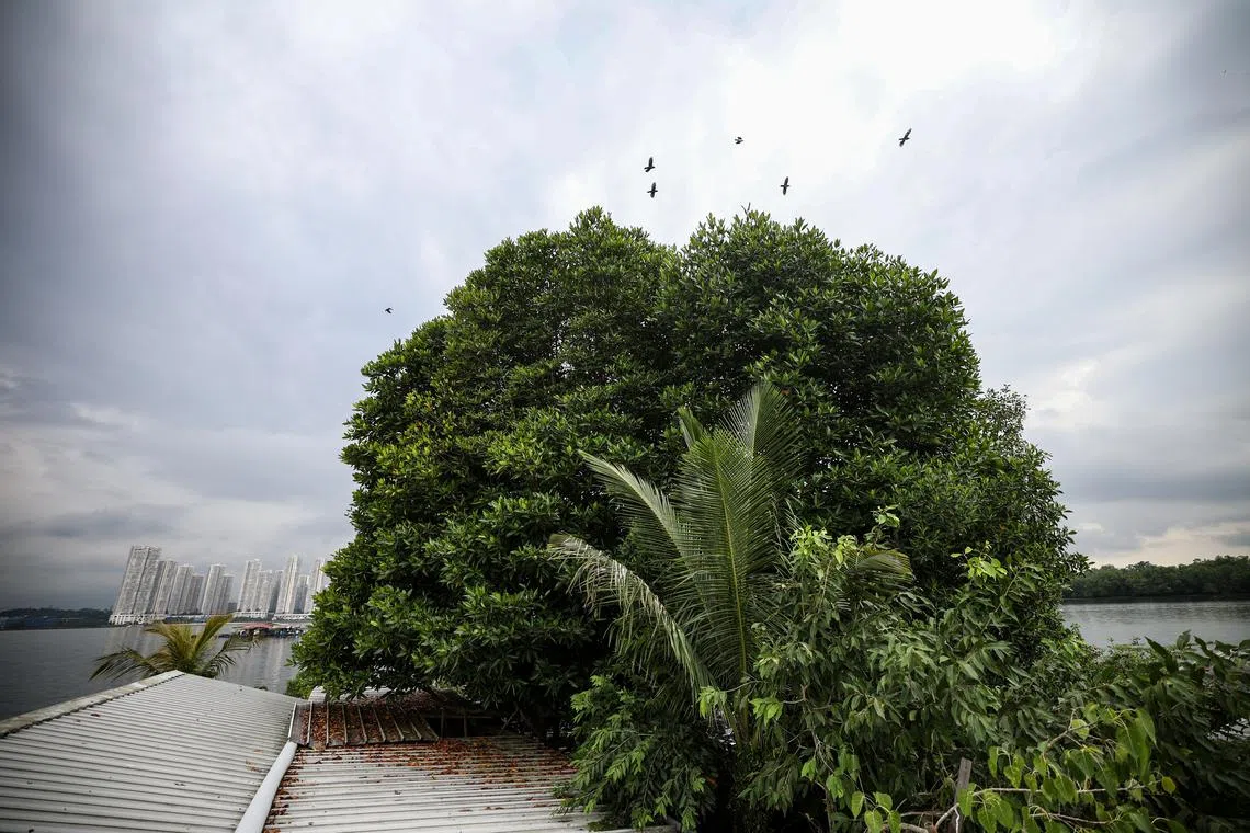 枝叶茂盛的红树林，是林鑫源在1997年种下的，如今成为他渔场的地标。（关俊威摄）