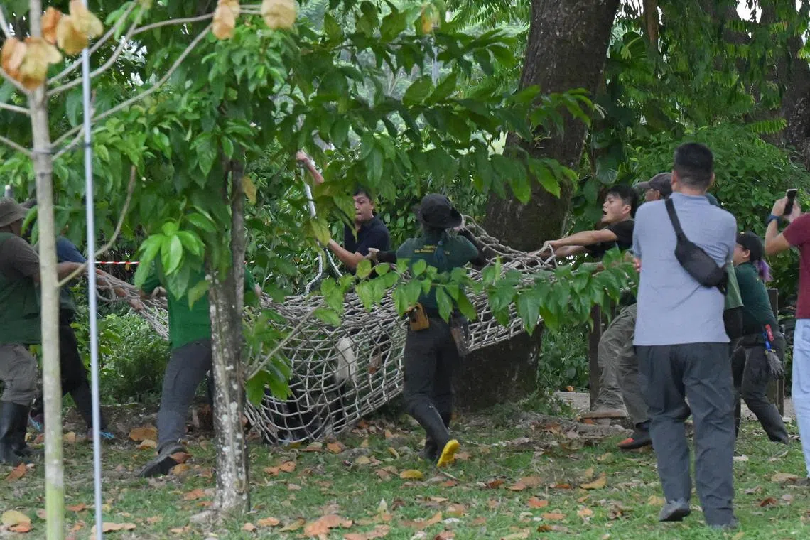 猴子失去行动能力后从树上坠落到事先准备好的网上，再由万态工作人员带回动物园。（海峡时报）