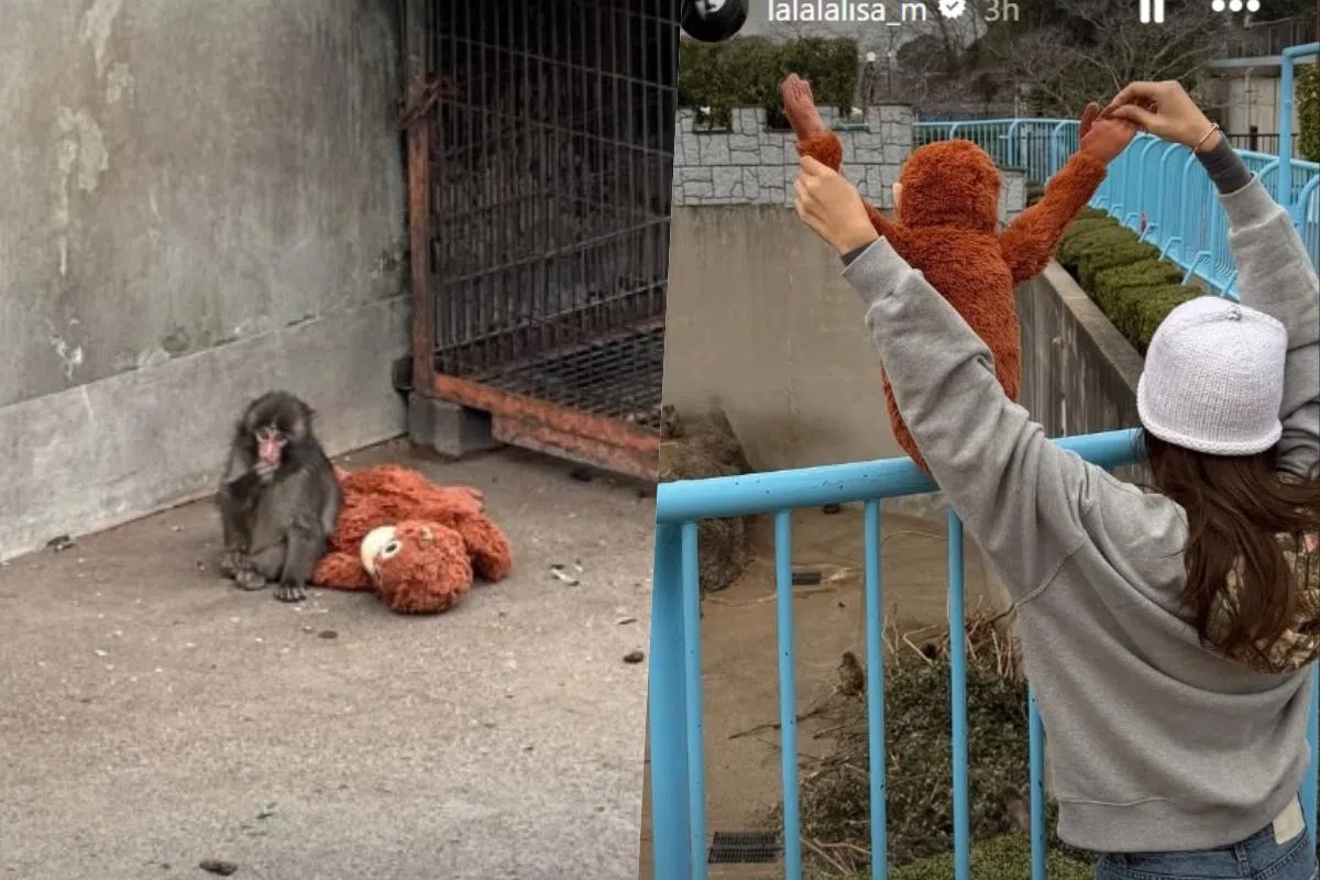 Lisa带着猩猩玩偶到动物园见小猴Punch。