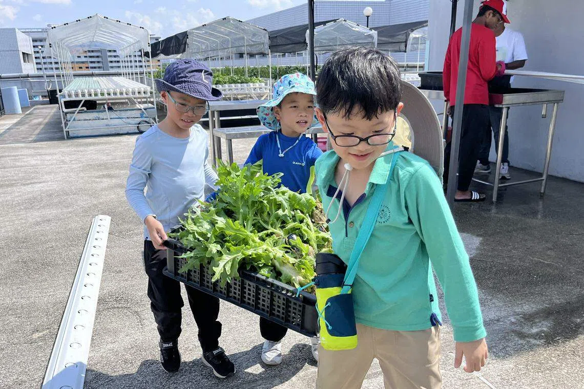 职总优儿学府Outdoor School Singapore推出的Marketplace Marvels假日活动项目，也包括参观城市农场，让孩童有机会体验城市农耕的滋味，如播种、转栽幼苗以及收割蔬菜。（职总优儿学府提供）