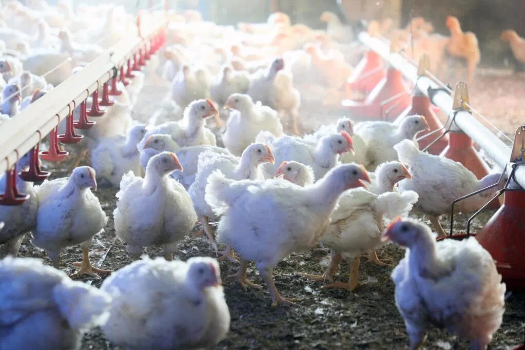 日本京都府一农场确认高致病性禽流感疫情