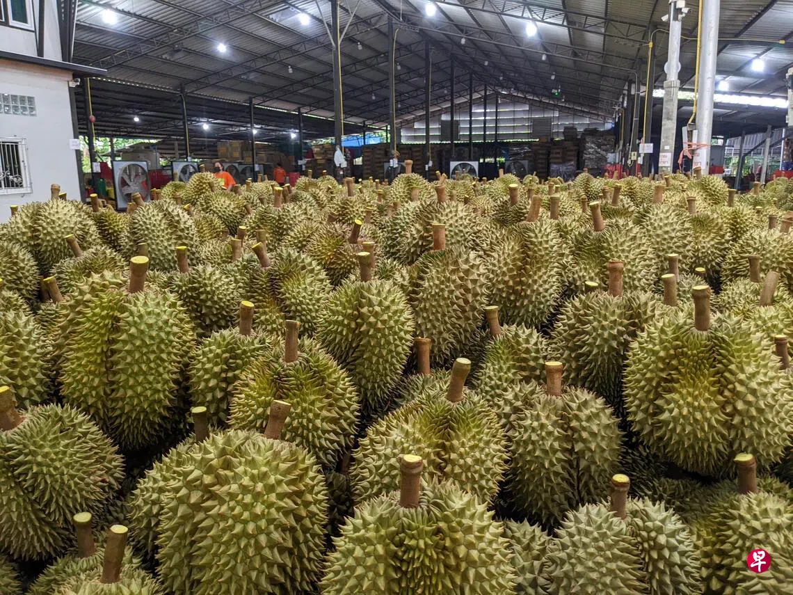 越南今年首10个月榴梿出口突破33亿美元 创新纪录