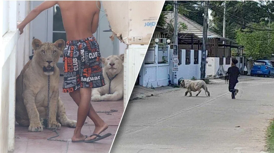 泰国芭提雅有民众发现有人把小狮子当宠物饲养，还让小狮子跑到街上。（PattayaWatchdog/脸书）