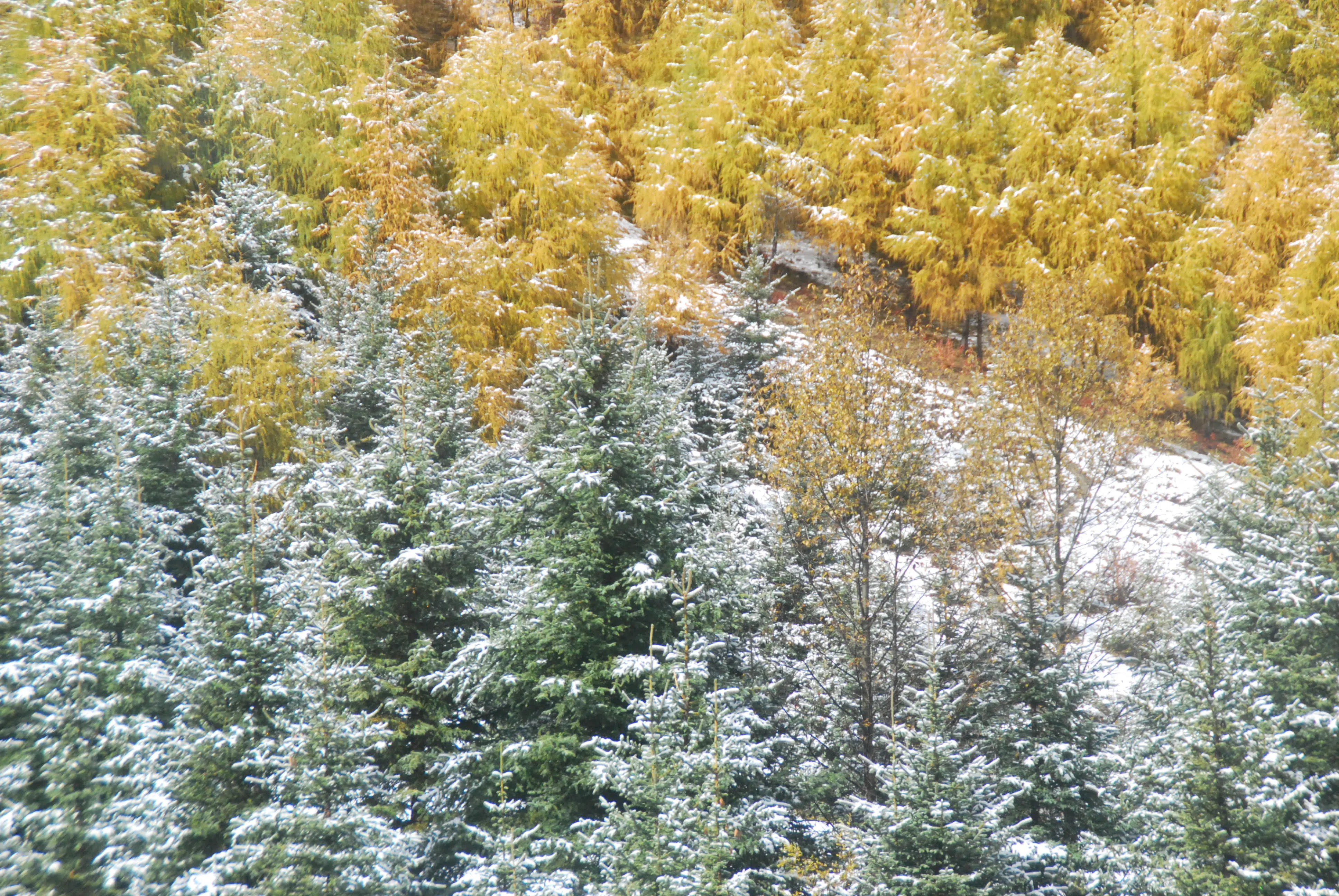 一边雪花飘落，一边满眼金黄，赏心悦目的流动风景。（王雅玉摄）