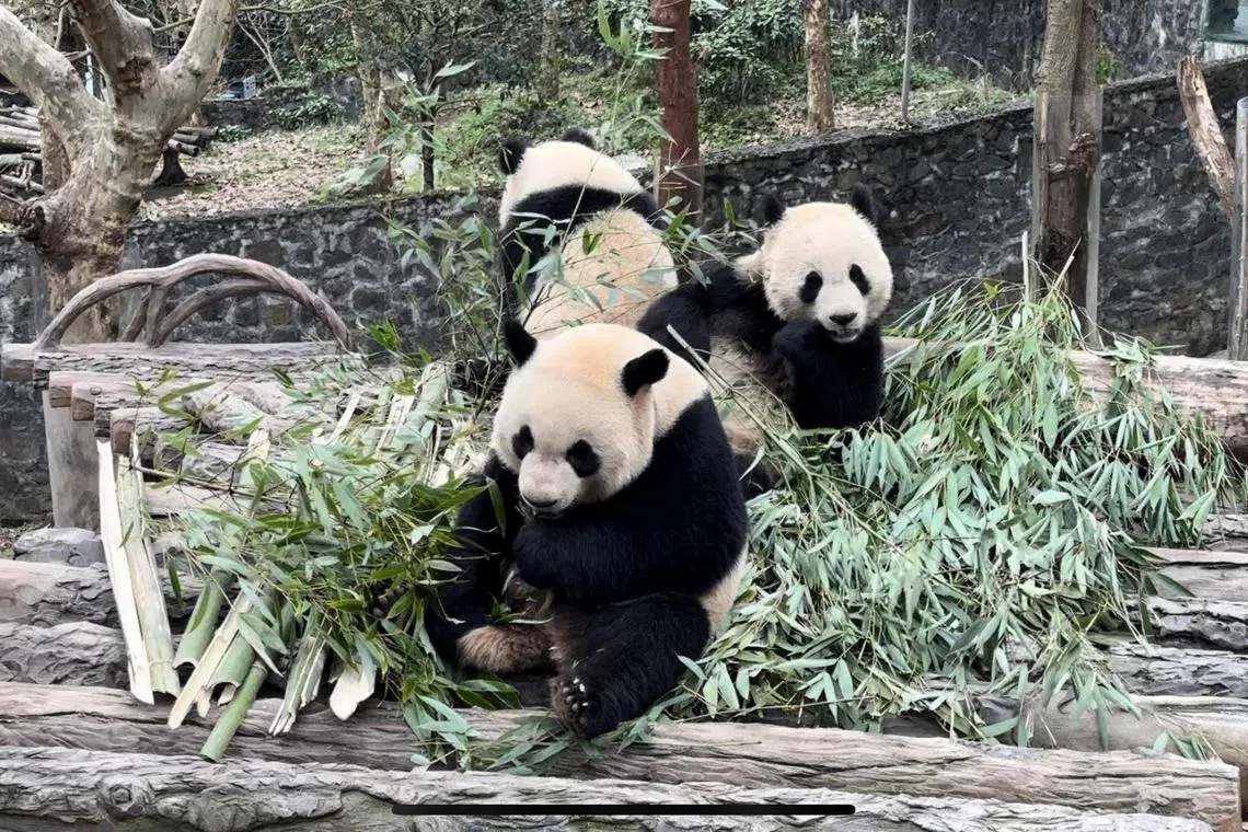 大熊猫叻叻（前）目前与和它同龄的双胞胎“兄妹”青仔（中）和青宝（后）同住 ，学习与其他大熊猫相处。（杨丹旭摄）