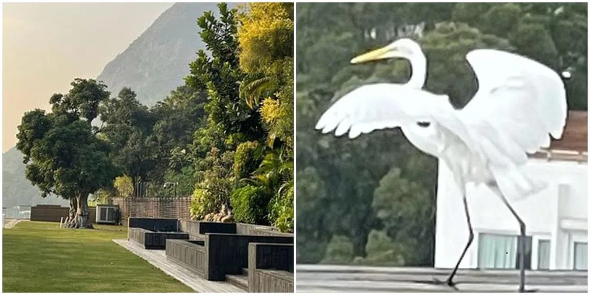 港媒报道，林青霞曾在微博晒出豪宅内的花园照，她还曾捕捉到仙鹤来访的模样。（图/互联网） 