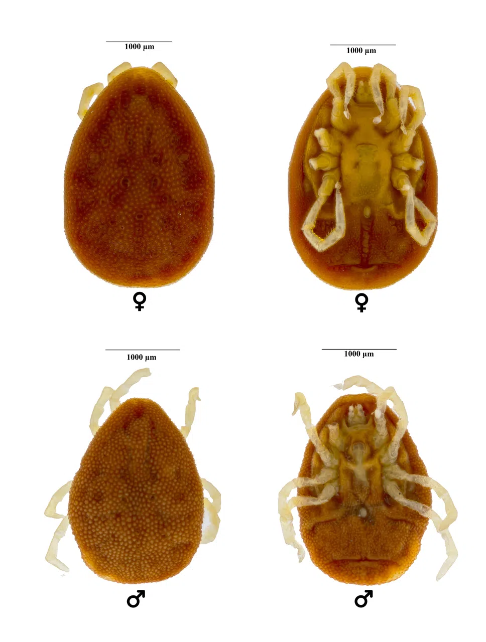 研究人员首次在新加坡发现Ornithodoros batuensis。目前，科学界对这种蜱虫的认识不足，还需长期的采样工作以加深了解。（受访者提供）