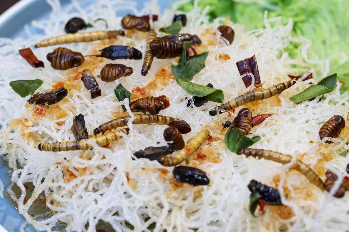 螃蟹之家推出的昆虫菜肴：酥炸蚕蛹、蟋蟀和大麦虫，淋上泰式酸甜酱。（关俊威摄）