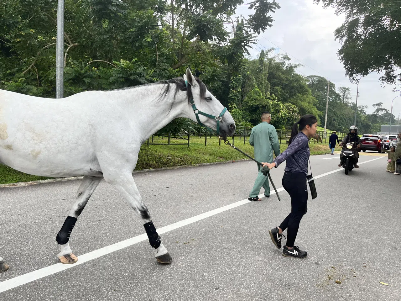 步行到新地方，随时都有新发现。这是武吉布朗坟场附近的马场，难得在本地看到马儿过马路。（陈映蓁摄）