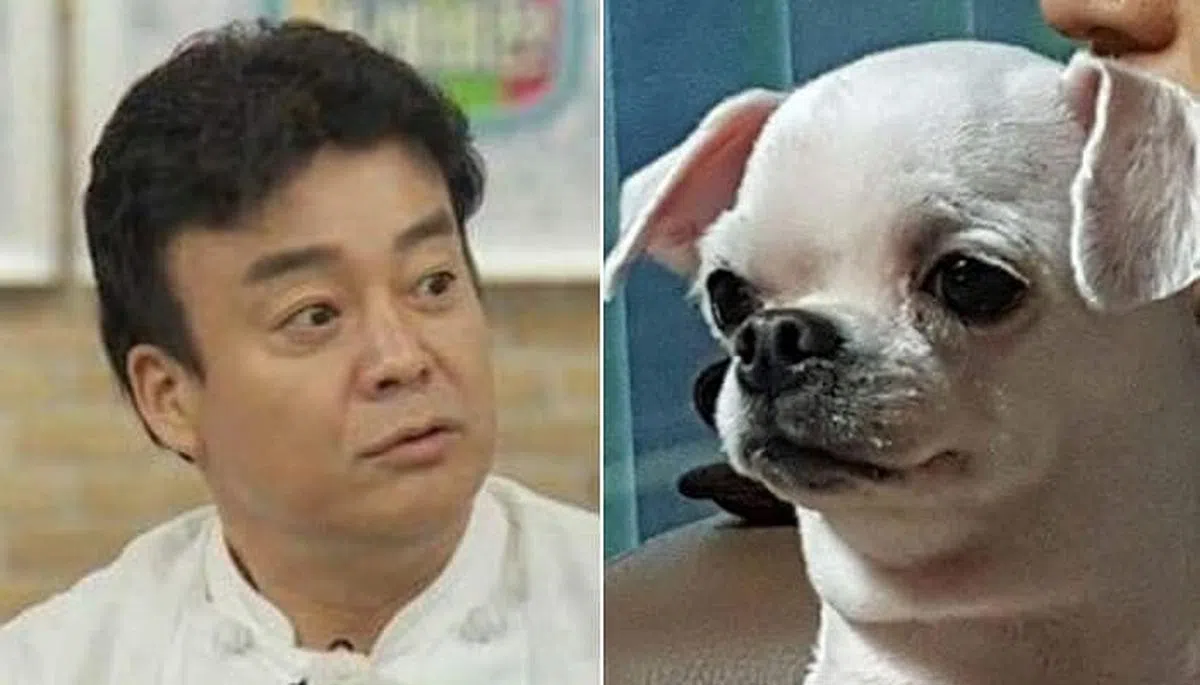 韩国料理达人白钟元（Baek Jong-won）跟吉娃娃放在一起……怎么看久了真的有点像？（图/互联网）