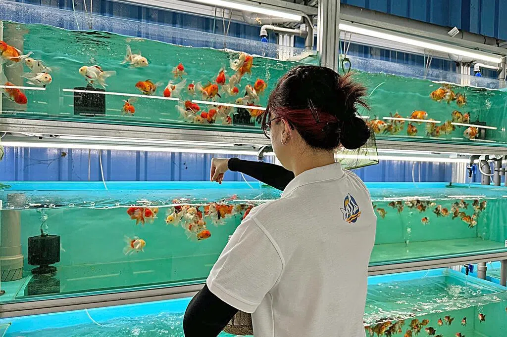 仟湖鱼业预计2025财年蒙受净亏损