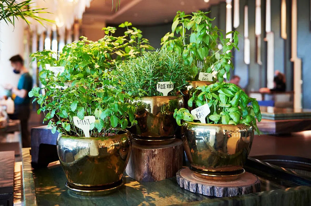 酒店的环保花园里种植可供酒吧用来装饰鸡尾酒的植物，例如薄荷叶、香芹等。（图/新报业媒体）
