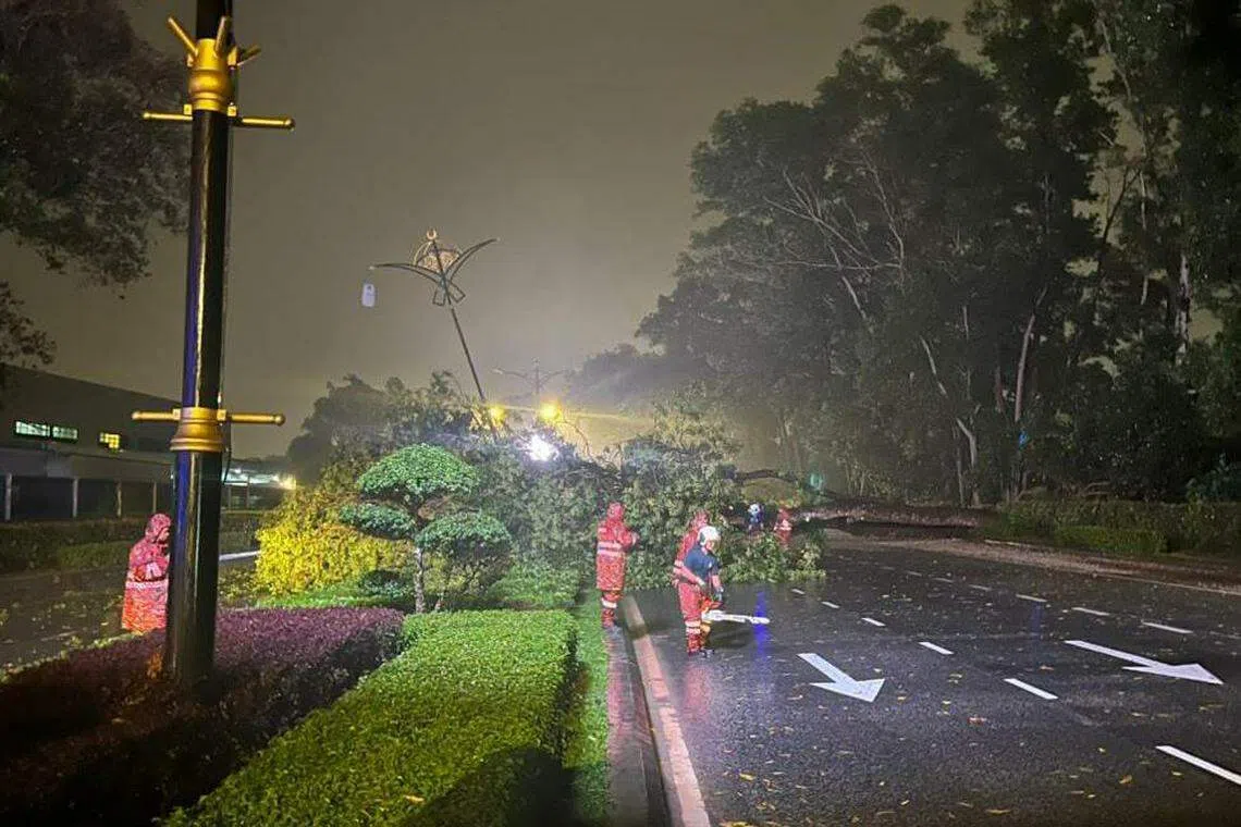 据悉大树倒下时压到电缆，消拯员必须等待有关方面切断电流后，才可以开始清理现场。（取自士乃州议员黄勃扬脸书）