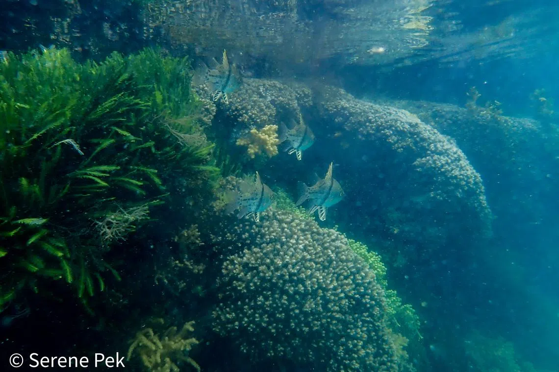 潜水员每星期到吉宝岛水域观察珊瑚，也记录到海马、巨型梭鱼和巨型石斑鱼等多种海洋生物。（Cuddlefish Divers提供）