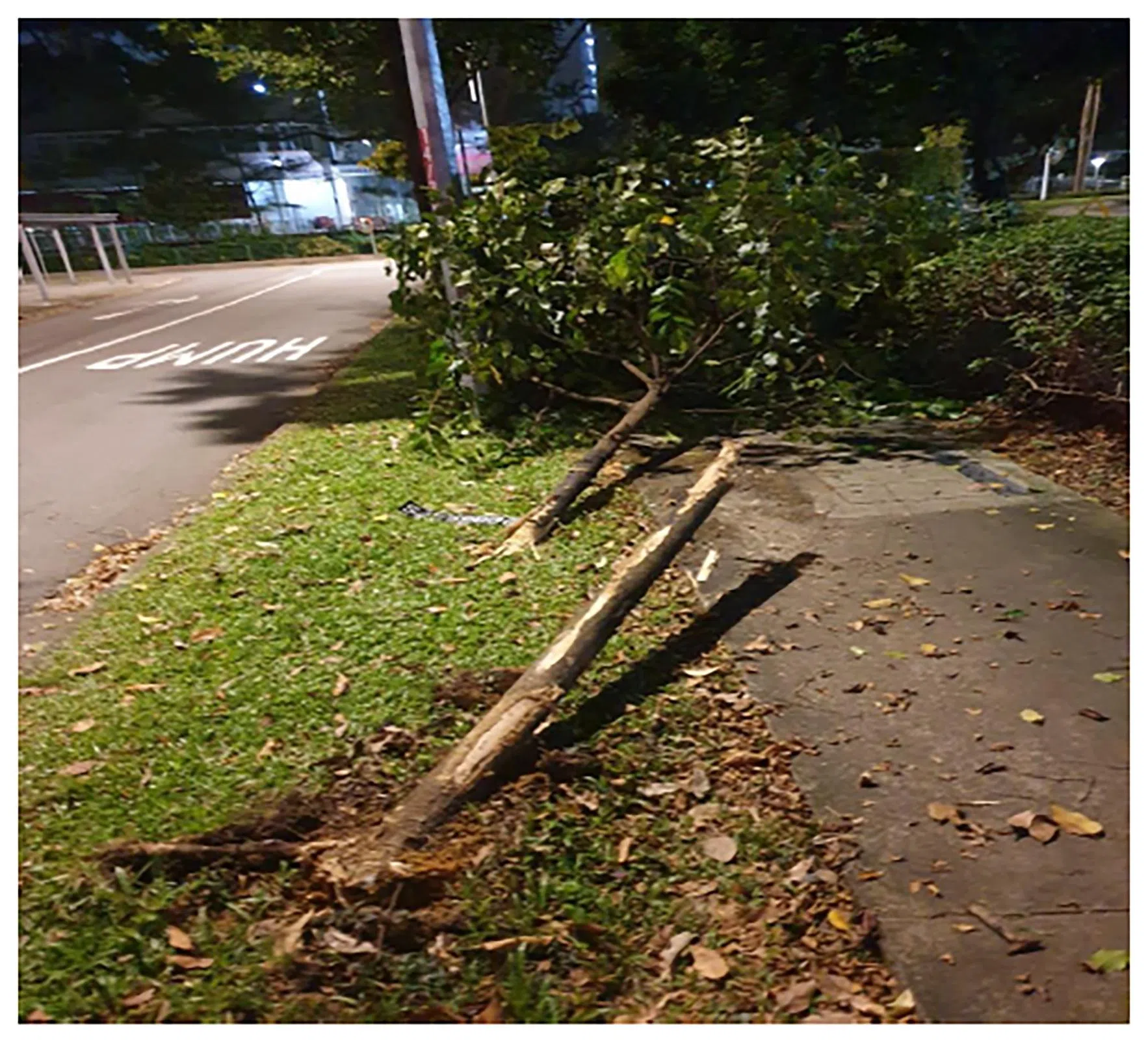 被告为了避免撞上脚踏车骑士，赶快将车子摆向右边，结果车子失控撞上路旁的小树，树干断裂倒下。（取自法庭文件）