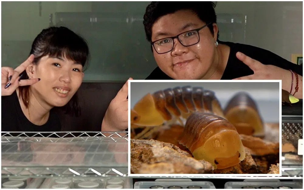 黄进芙和妻子的生活因鼠妇（小图）而有了巨大改变。（新传媒提供）