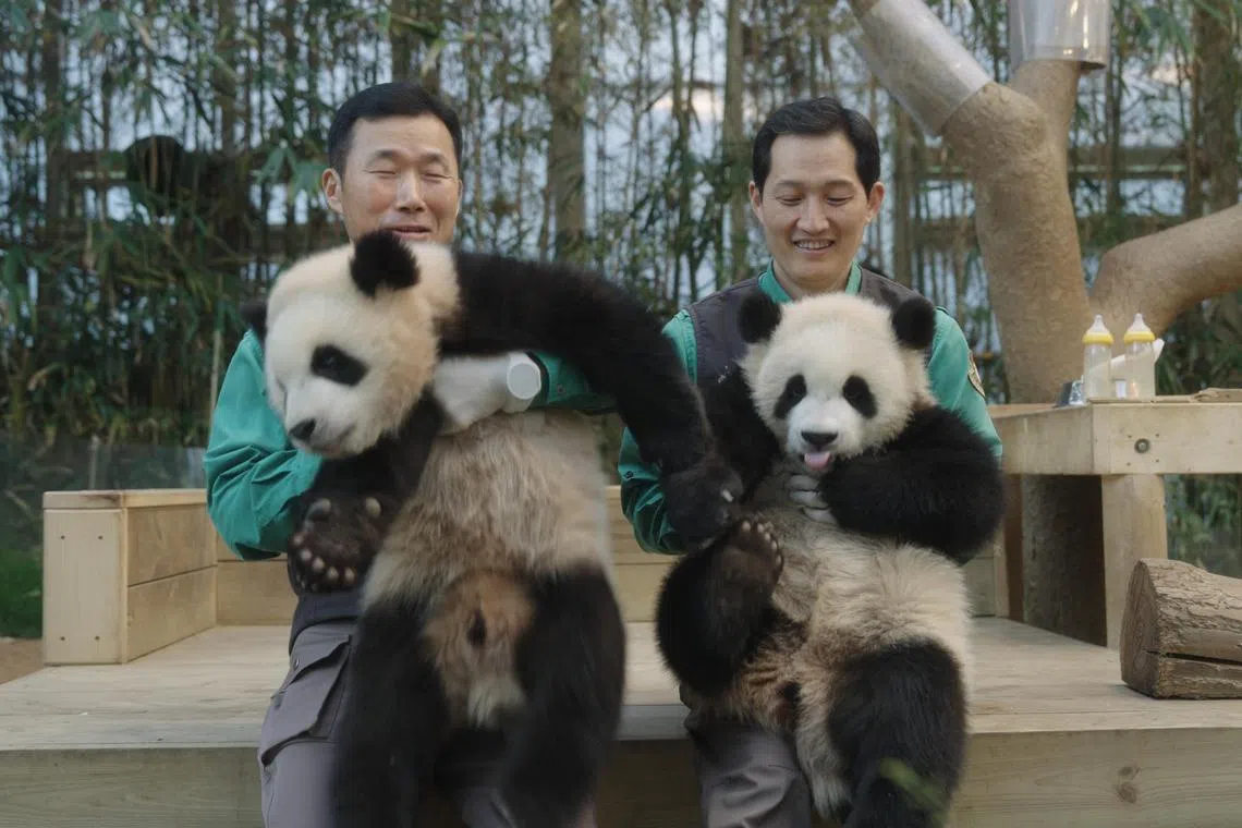 姜爷爷（左）和宋爷爷是照顾福宝一家的饲养员。（嘉华院线提供）