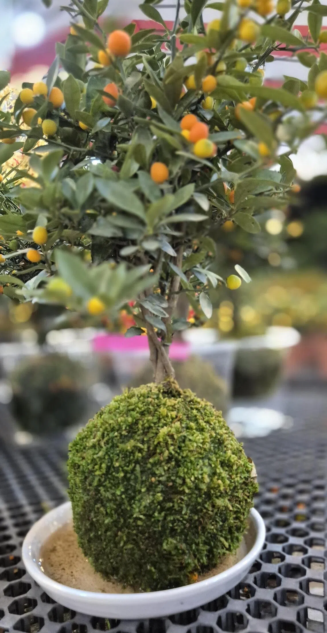 超级迷你桔也称金豆柑，熟透的黄澄澄果色如金玉满堂。（林弘谕摄）