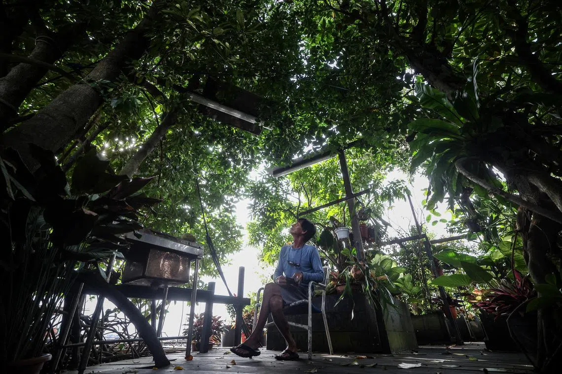 大树挡住了酷暑的太阳，带来一阵自然的凉爽。逃离城市喧嚣，屋子里树影斑驳像小时候的某个午后，让人忍不住慵懒。（关俊威摄）