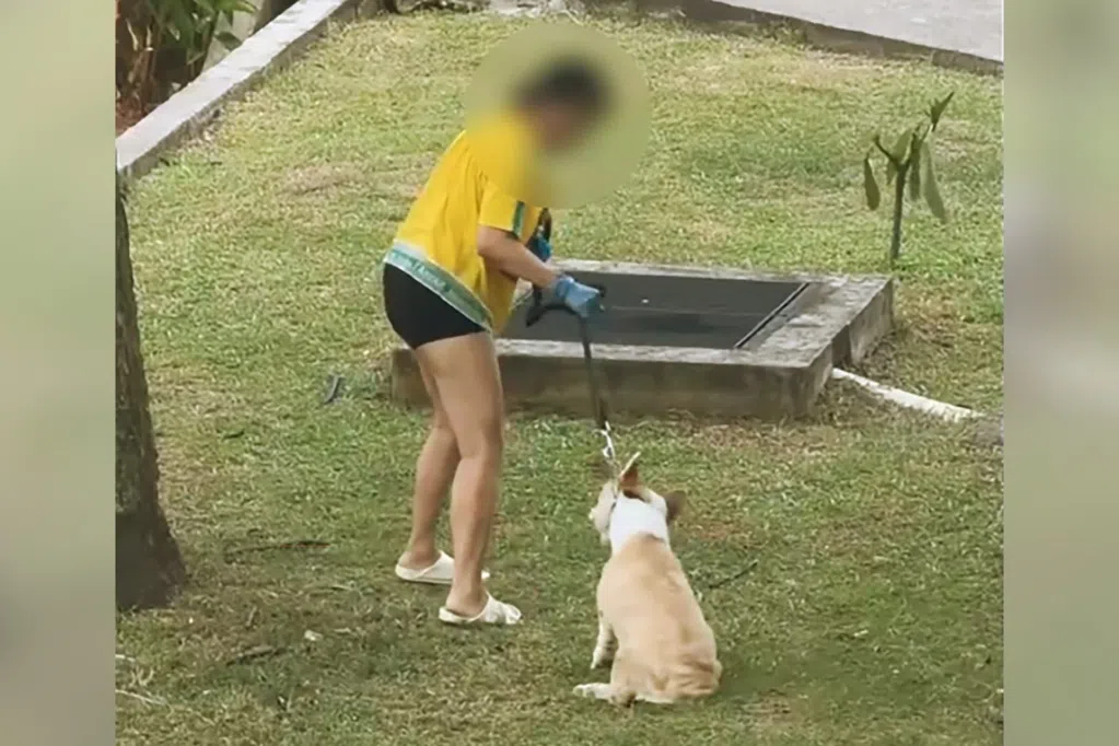柯基犬后腿无力疑遭女佣拖行 当局介入调查