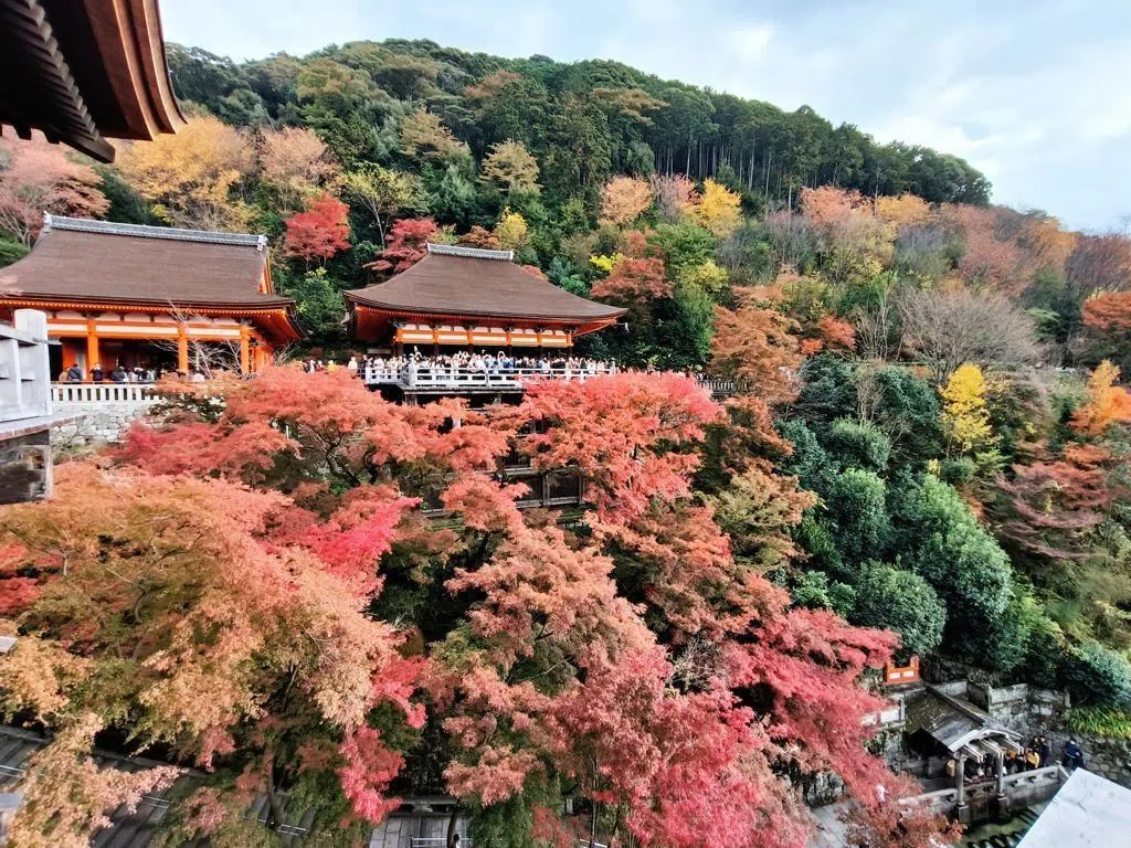 出发前可先确认各景点的红叶进度。（孙慧纹摄）