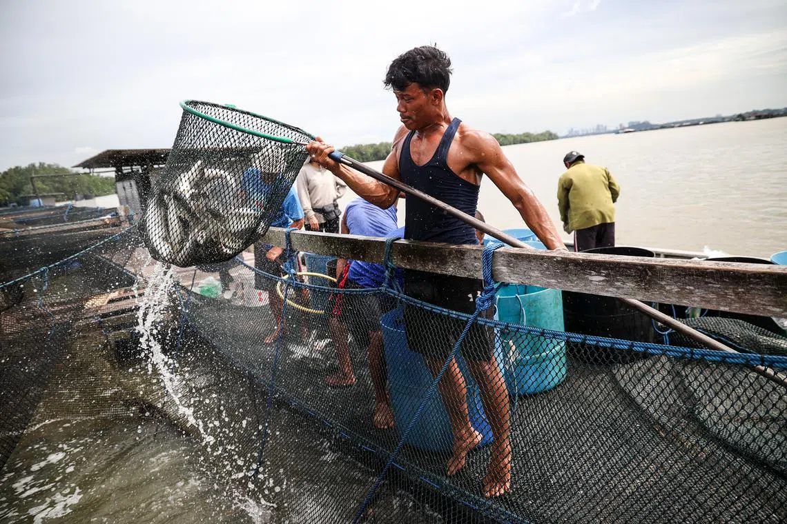 工人们捞起一筐筐的鱼，一会儿就变成我们的盘中餐。（关俊威摄）