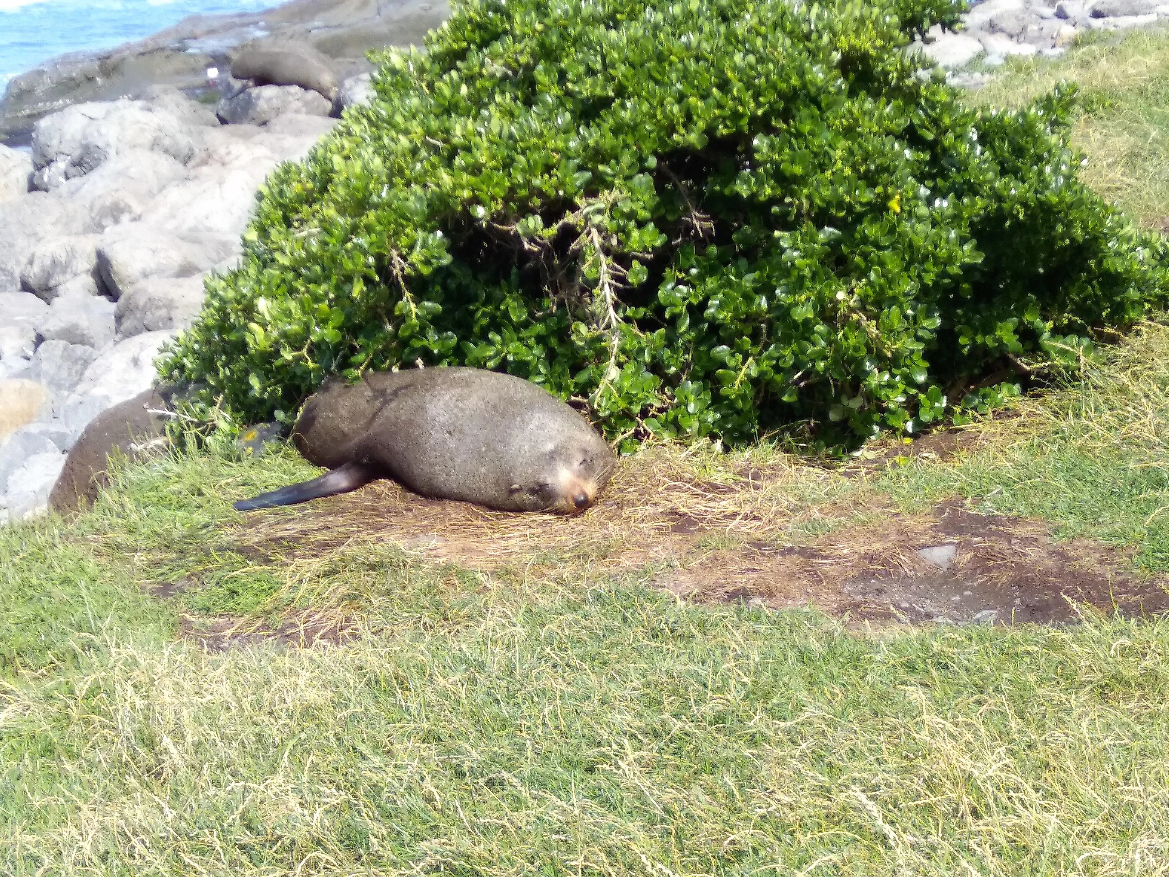 憩息在矮树丛旁的海豹，具攻击性，游人得多加小心。（陈静芳摄）
