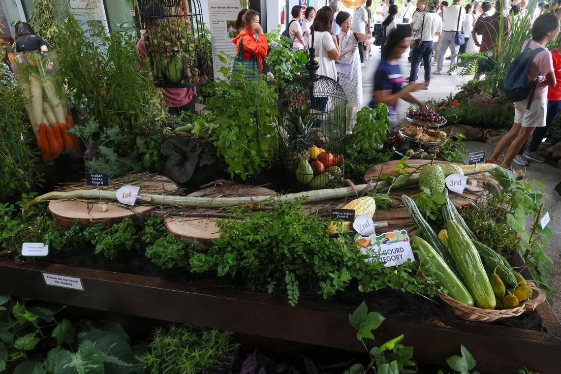 在“锦簇社区”20周年庆祝活动暨园艺节上展出的参赛蔬菜与水果，包括蛇瓜、白苦瓜等，分别夺得不同奖项，展现社区园艺的多样成果。（张俊杰摄）