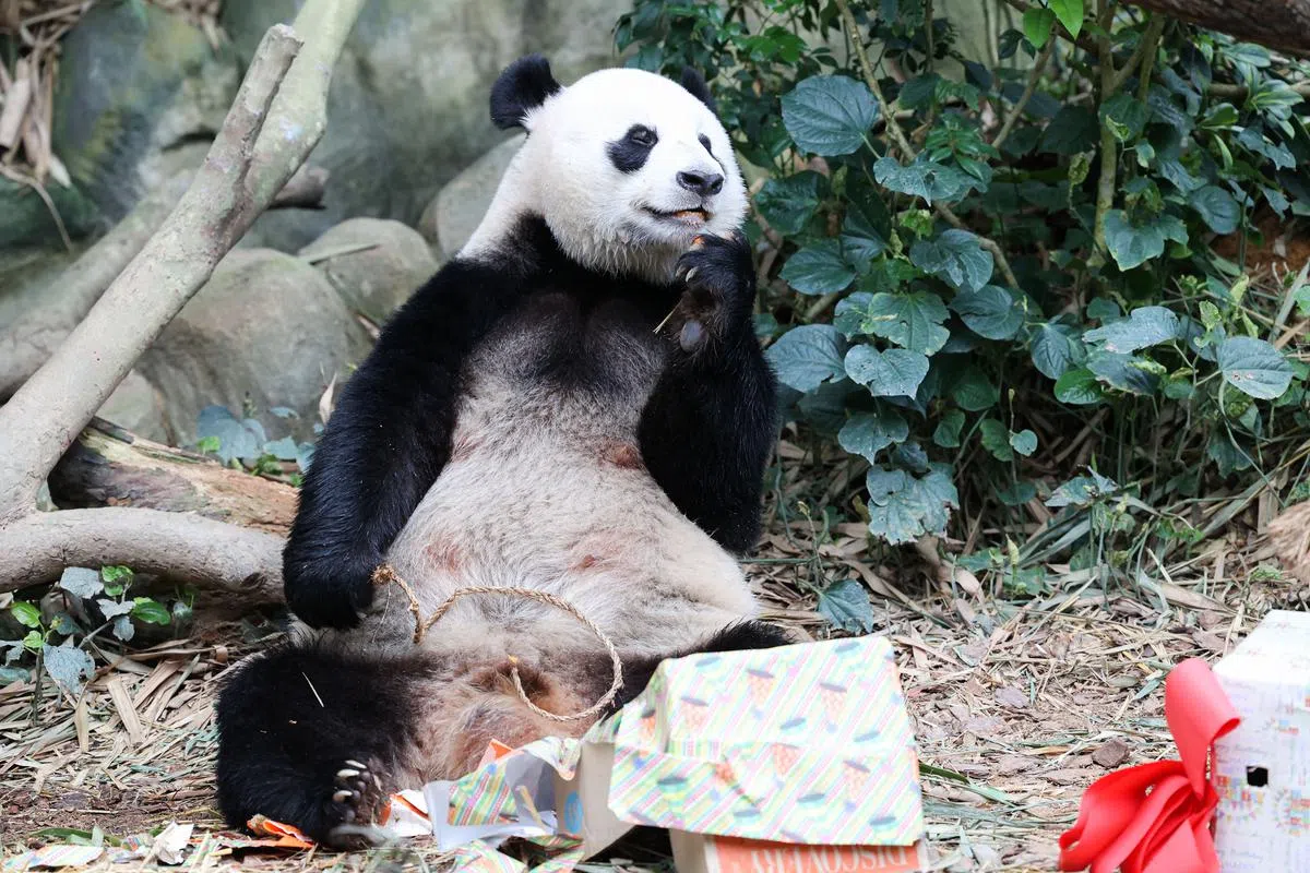 大熊猫凯凯和嘉嘉已在新加坡居住10年，将多住五年至2027年。（档案照）