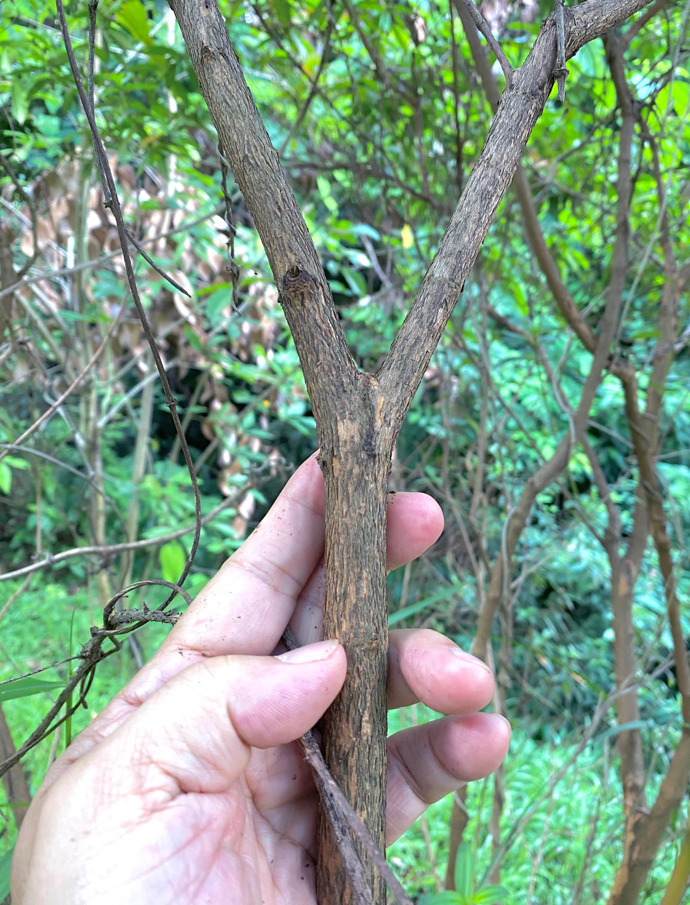可做弹弓的野牡丹枝桠。（作者提供）