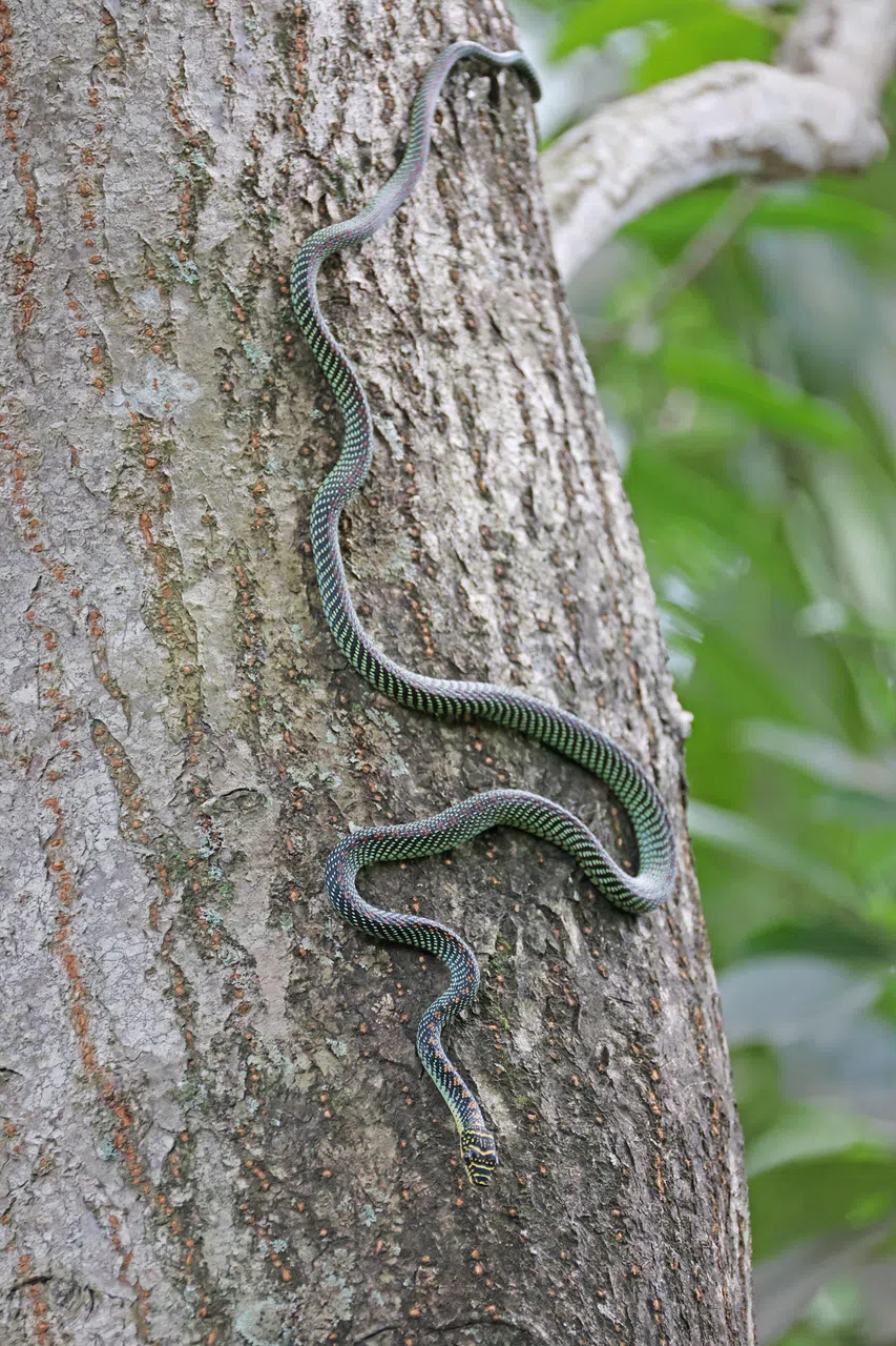 长达800毫米的焦距让摄影师能在安全距离拍摄树上的毒蛇。（谢智扬摄）
