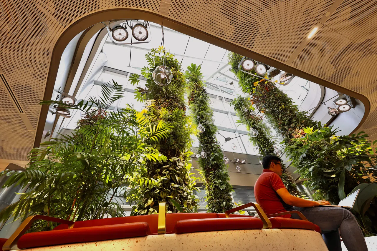 设计团队在机场公共区域用热带植物打造多个绿柱，绿柱旁还有供公众休憩的座椅。（陈来福摄）