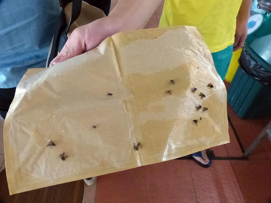 交流站：从源头解决苍蝇问题| 联合早报