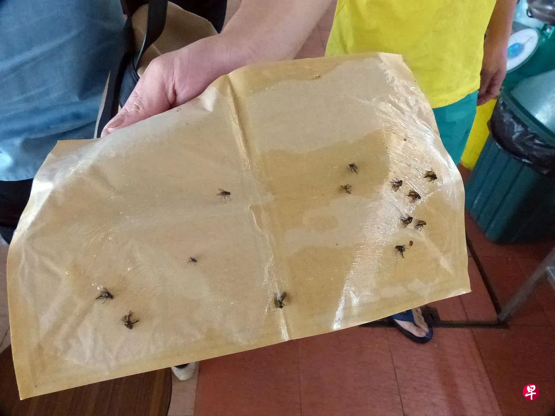 交流站：从源头解决苍蝇问题| 联合早报